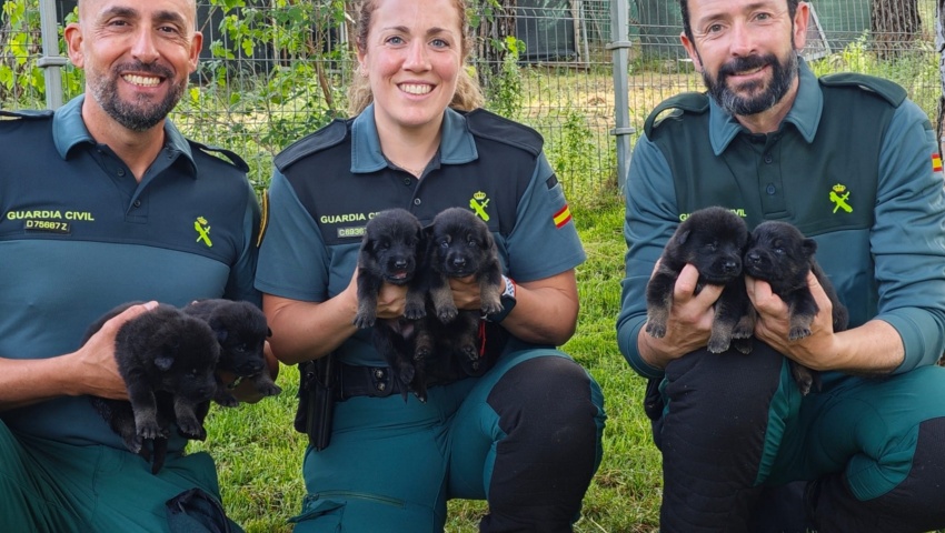 Acoge un cachorro antes de su preparación como especialista de la Guardia Civil
