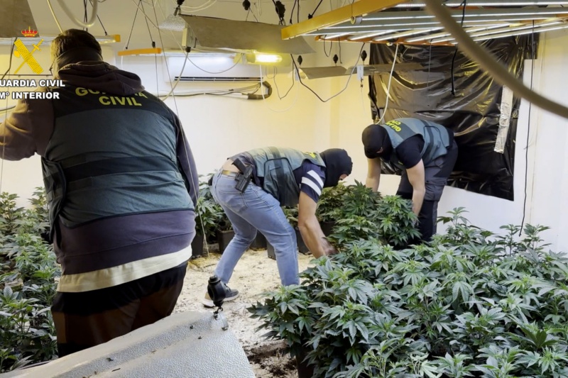 35 detenidos e incautadas cerca de 17.000 plantas de marihuana en una macrooperación contra el tráfico de drogas