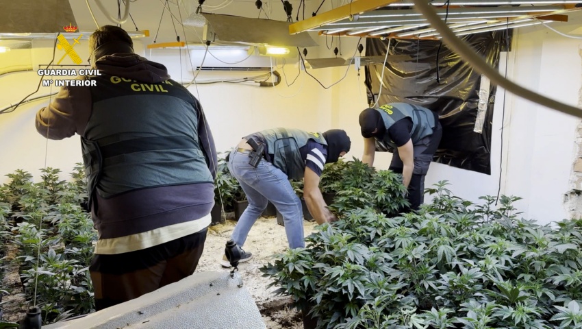 35 detenidos e incautadas cerca de 17.000 plantas de marihuana en una macrooperación contra el tráfico de drogas