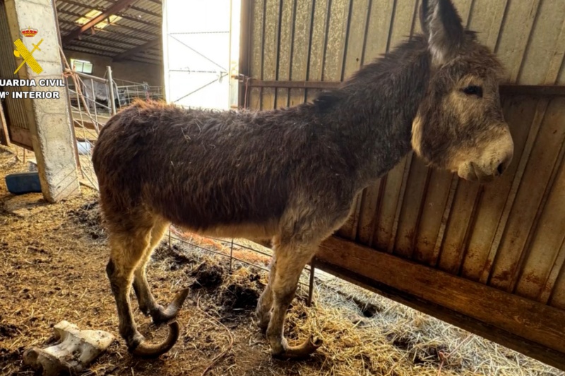 Investigado un ganadero por maltrato continuado a varios burros en Burgos