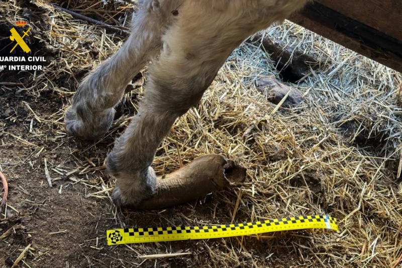 Investigado un ganadero por maltrato continuado a varios burros en Burgos