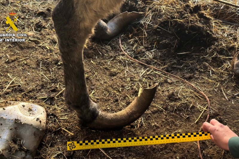 Investigado un ganadero por maltrato continuado a varios burros en Burgos
