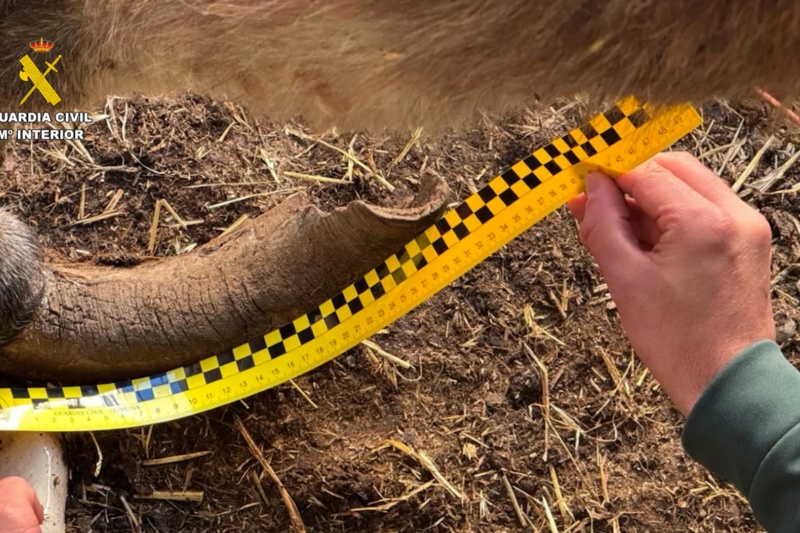 Investigado un ganadero por maltrato continuado a varios burros en Burgos