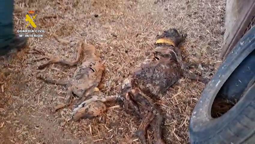 La Guardia Civil halla 32 perros muertos por inanición en una finca de Badajoz