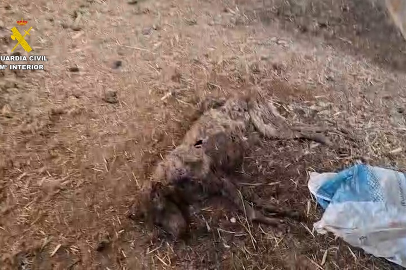 La Guardia Civil halla 32 perros muertos por inanición en una finca de Badajoz