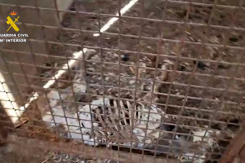 La Guardia Civil halla 32 perros muertos por inanición en una finca de Badajoz