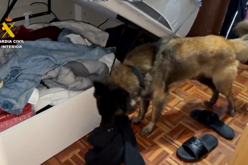 Perro rastreando una vivienda Perro rastreando una vivienda