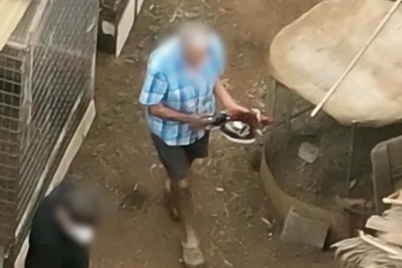 Cinco investigados por cortar ilegalmente crestas a gallos de pelea en Tenerife