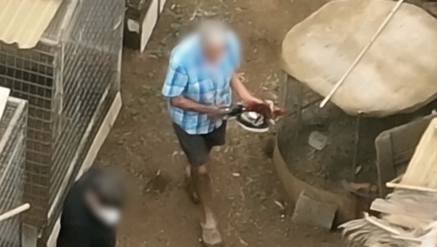 Cinco investigados por cortar ilegalmente crestas a gallos de pelea en Tenerife