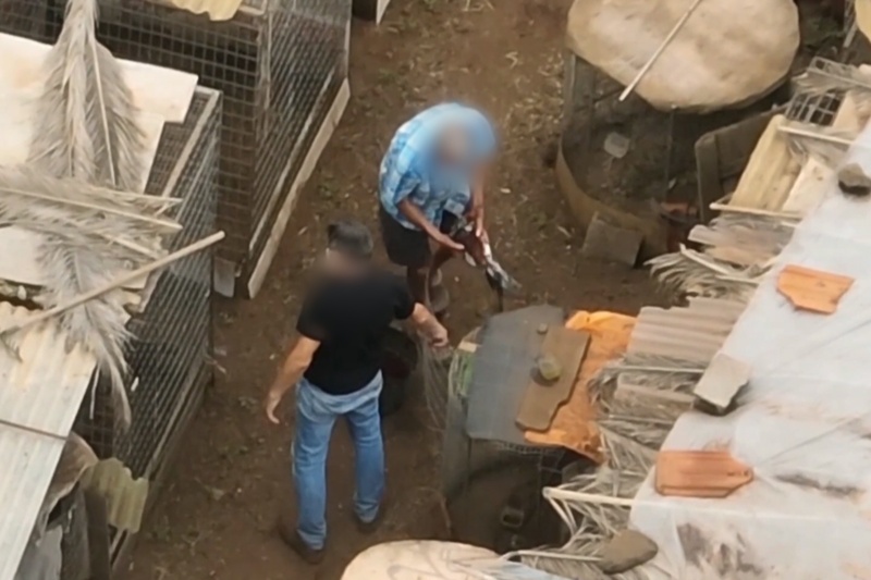 Cinco investigados por cortar ilegalmente crestas a gallos de pelea en Tenerife