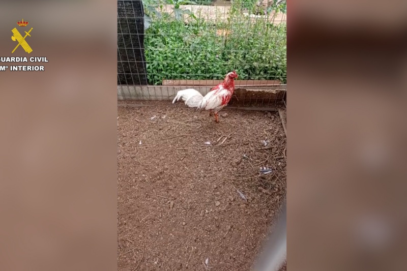 Cinco investigados por cortar ilegalmente crestas a gallos de pelea en Tenerife