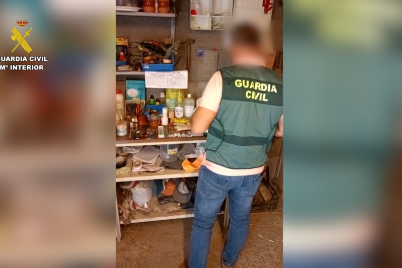Cinco investigados por cortar ilegalmente crestas a gallos de pelea en Tenerife