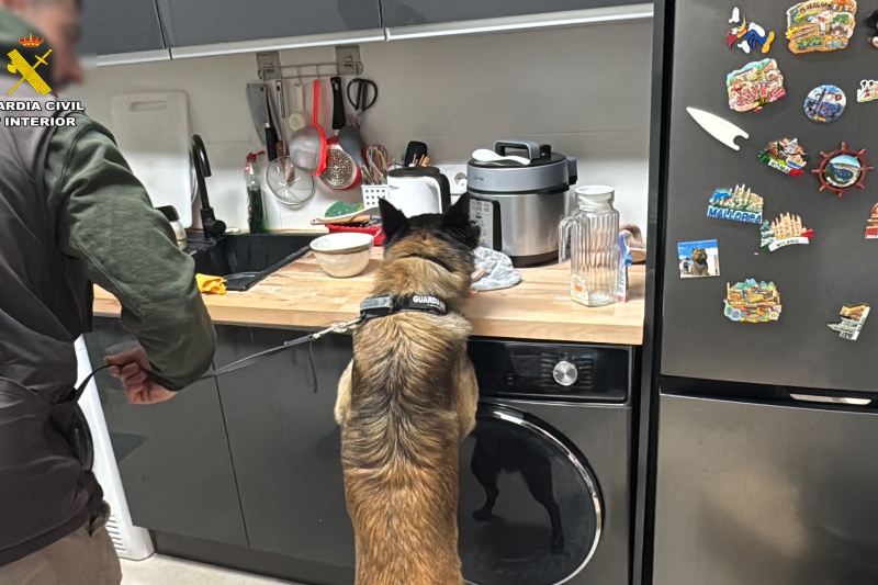 Guía y su Can del Servicio Cinológico buscando pruebas