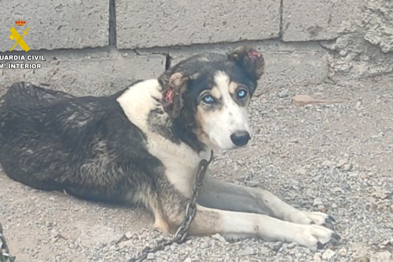 Dos investigados en Granada por maltratar a 17 perros y 10 équidos