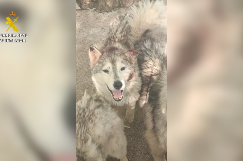 Dos investigados en Granada por maltratar a 17 perros y 10 équidos