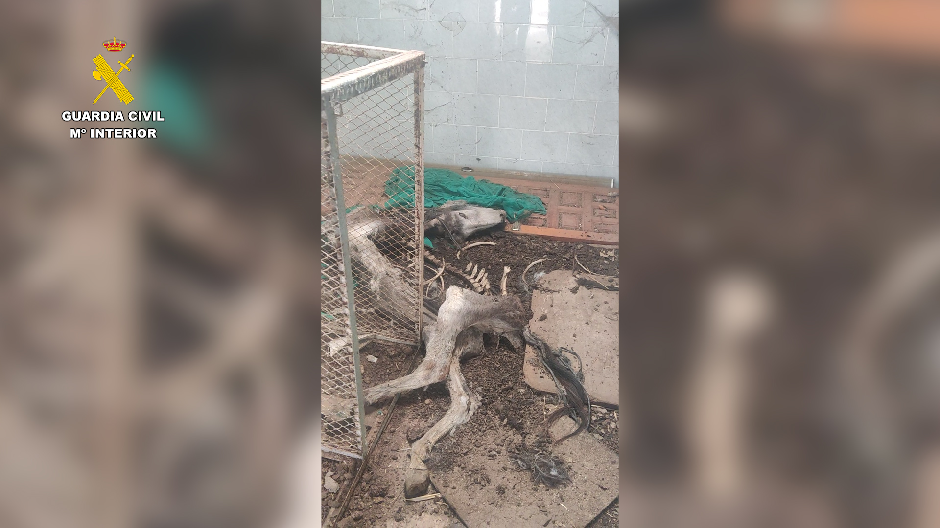 Dos investigados en Granada por maltratar a 17 perros y 10 équidos