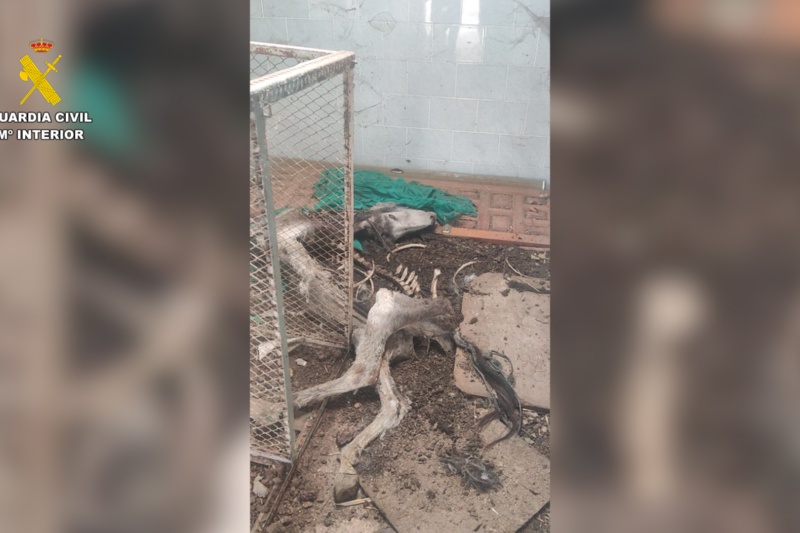 Dos investigados en Granada por maltratar a 17 perros y 10 équidos