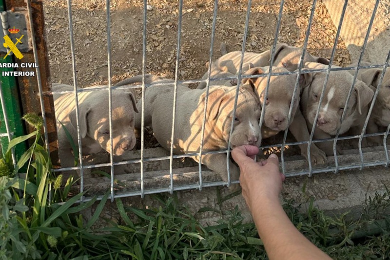 Cachorros enjaulados