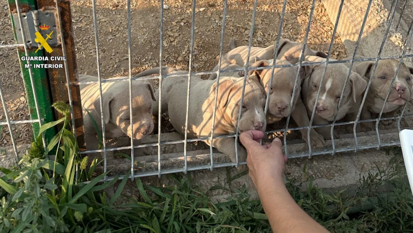 Detenidas 14 personas por comercializar perros con amputaciones ilegales de orejas y rabo