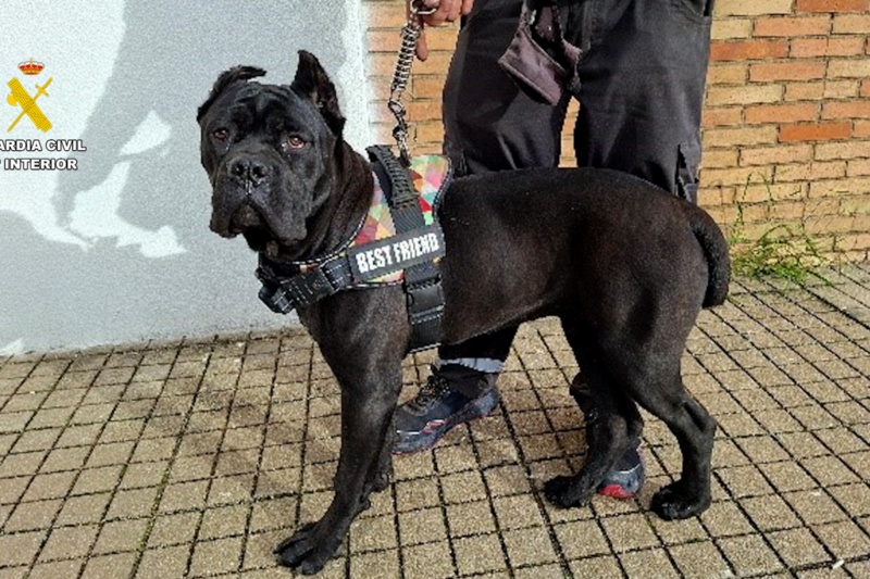 Perro con amputaciones