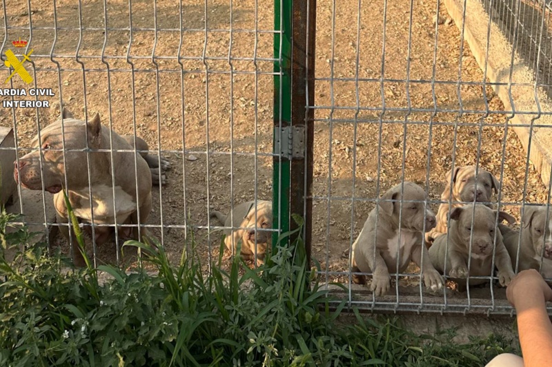Perros enjaulados