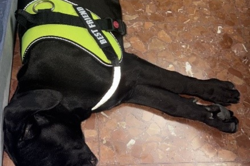 Perro tumbado