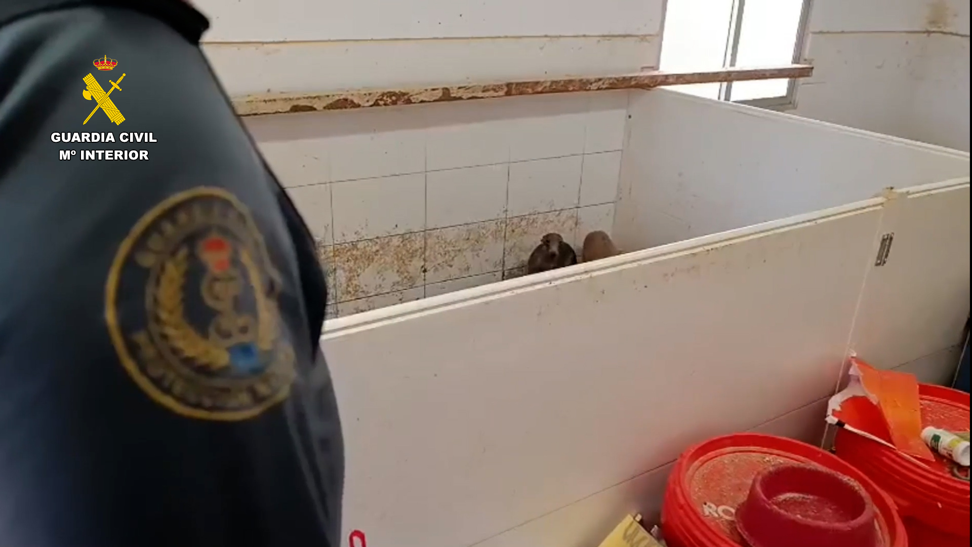 Agente guardia civil en registro vivienda