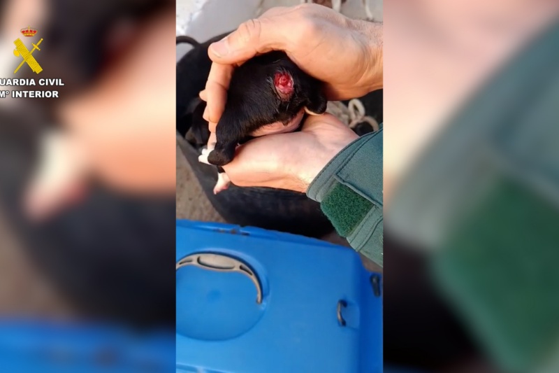 Un investigado por mutilar la cola de tres cachorros de perro en Tortosa (Tarragona)