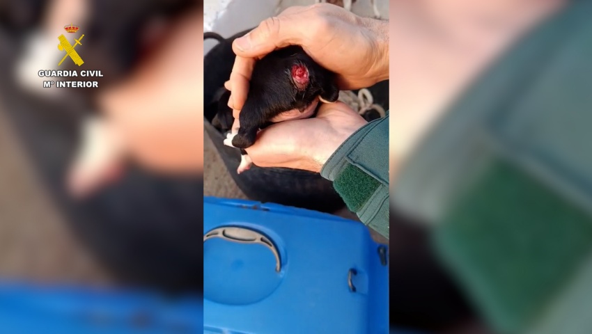 Un investigado por mutilar la cola de tres cachorros de perro en Tortosa (Tarragona)