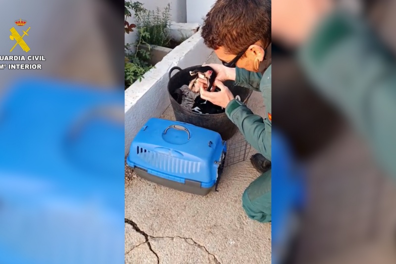 Un investigado por mutilar la cola de tres cachorros de perro en Tortosa (Tarragona)