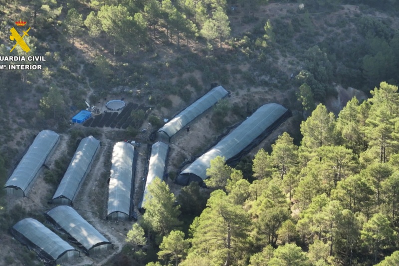 Desmantelados nueve invernaderos con plantaciones de marihuana en mitad del monte en Teruel