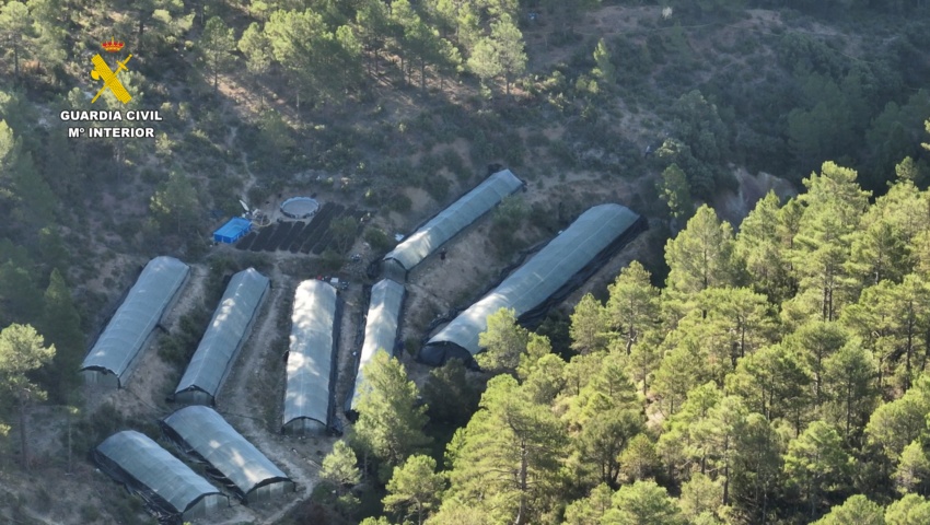 Desmantelados nueve invernaderos con plantaciones de marihuana en mitad del monte en Teruel