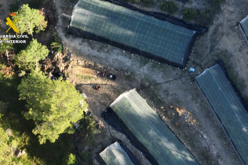 Desmantelados nueve invernaderos con plantaciones de marihuana en mitad del monte en Teruel