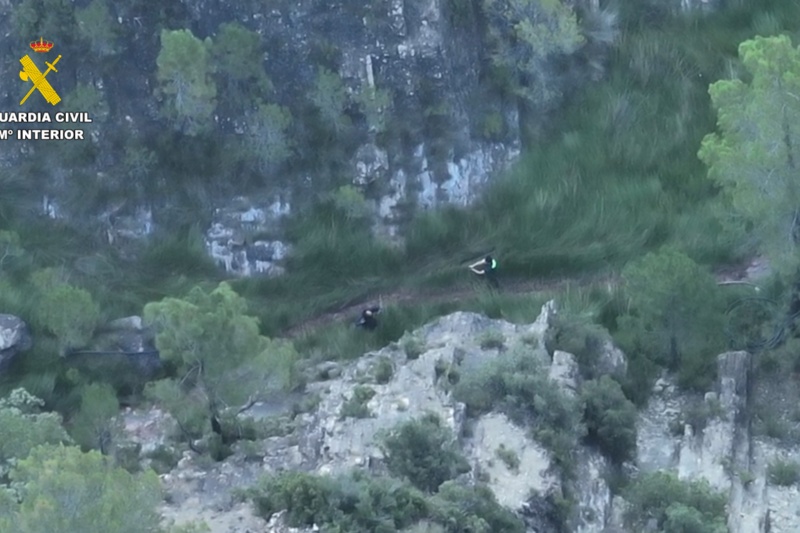 Desmantelados nueve invernaderos con plantaciones de marihuana en mitad del monte en Teruel