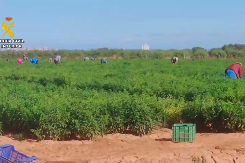 Siete detenidos por explotación laboral de al menos 45 trabajadores en situación irregular en fincas agrícolas de La Rioja
