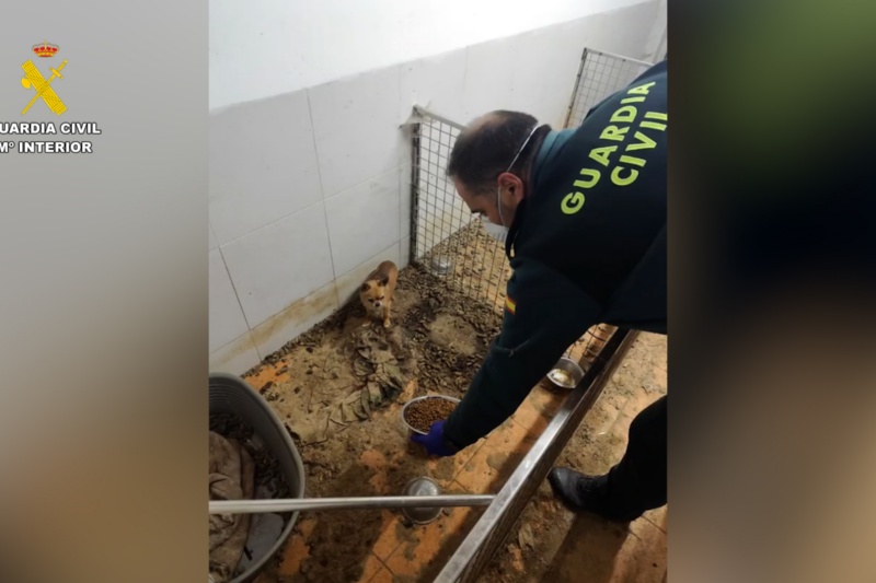 La Guardia Civil halla 250 cadáveres de animales en un criadero clandestino en A Coruña