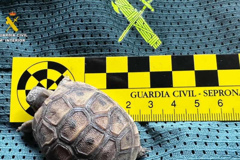 Intervenidos cerca de 500 animales exóticos protegidos en un falso refugio de Ávila