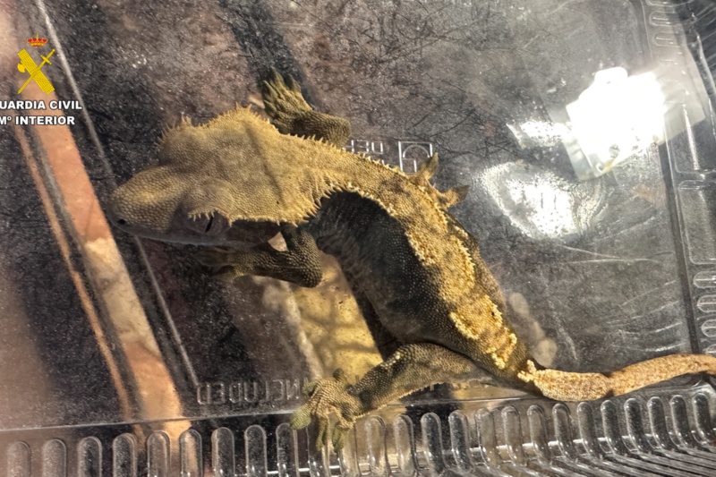 Intervenidos cerca de 500 animales exóticos protegidos en un falso refugio de Ávila