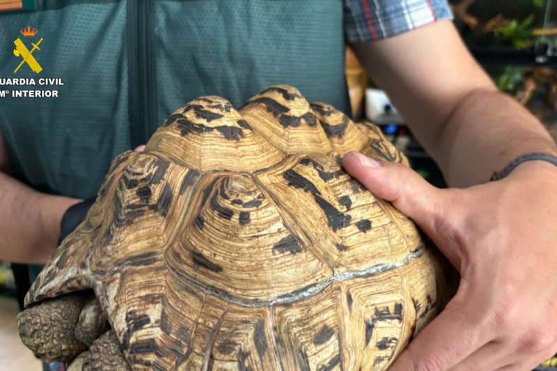 Intervenidos cerca de 500 animales exóticos protegidos en un falso refugio de Ávila