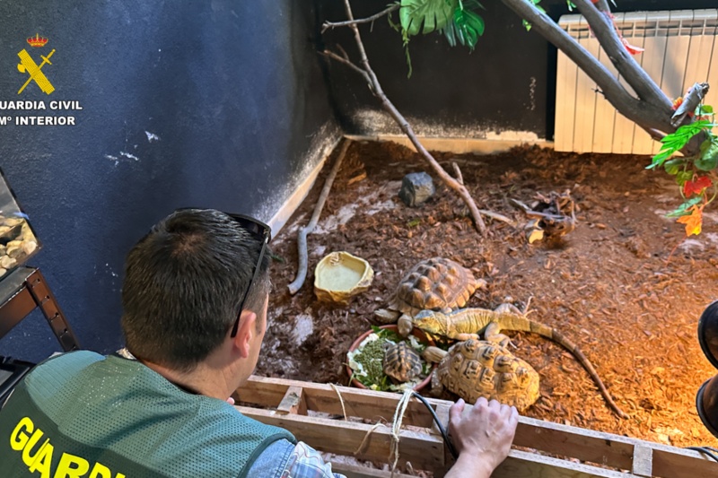 Intervenidos cerca de 500 animales exóticos protegidos en un falso refugio de Ávila
