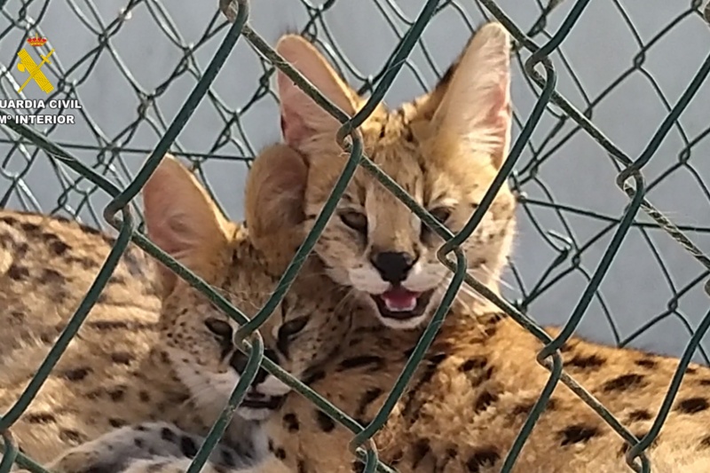 Investigadas tres personas por la cría y tenencia ilegal de felinos salvajes en Canarias