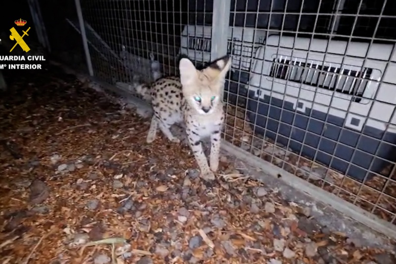 Investigadas tres personas por la cría y tenencia ilegal de felinos salvajes en Canarias