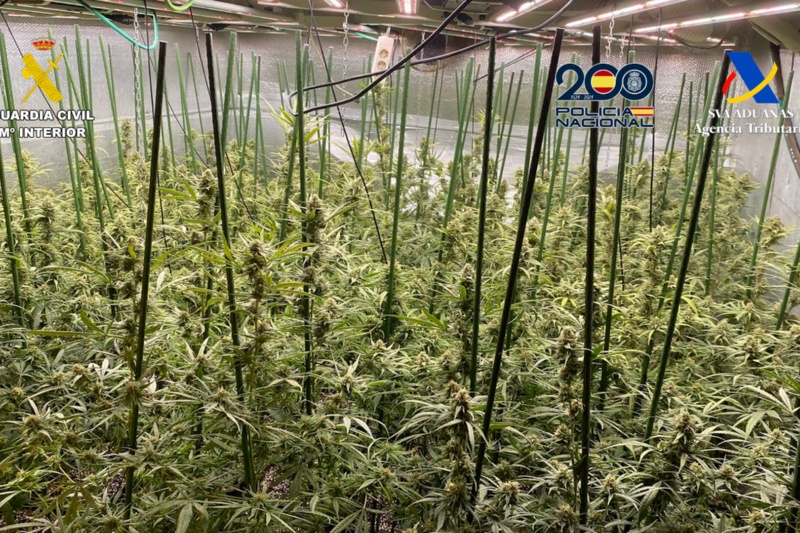 Detenidas 15 personas por enviar marihuana a Alemania y Polonia Detenidas 15 personas por enviar marihuana a Alemania y Polonia