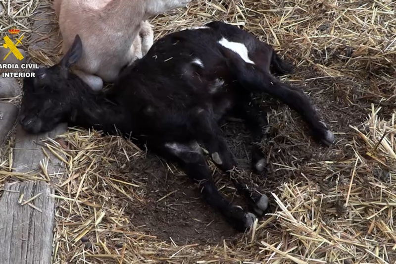 La Guardia Civil lidera la campaña nacional para la lucha contra irregularidades en la cadena de producción del sector ganadero La Guardia Civil lidera la campaña nacional para la lucha contra irregularidades en la cadena de producción del sector ganadero