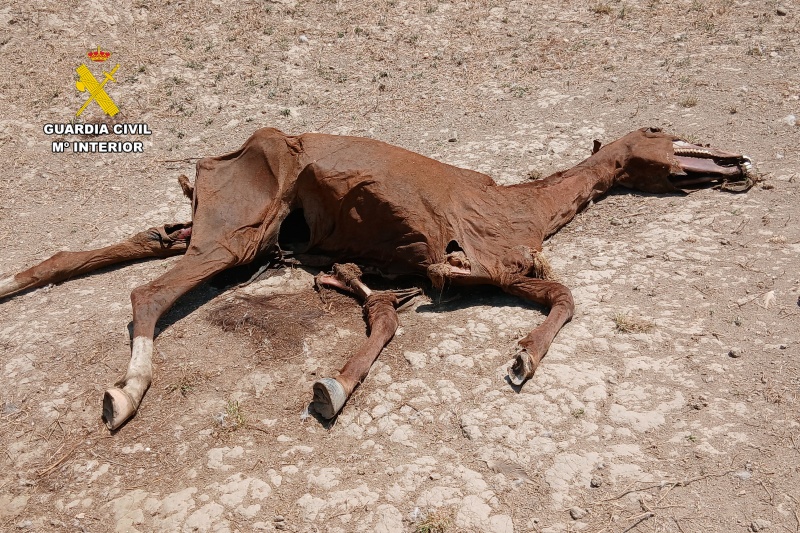 Investigadas nueve personas por maltrato a más de 60 caballos en Zaragoza Investigadas nueve personas por maltrato a más de 60 caballos en Zaragoza