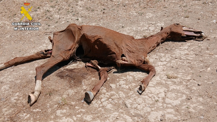 Investigadas nueve personas por maltrato a más de 60 caballos en Zaragoza