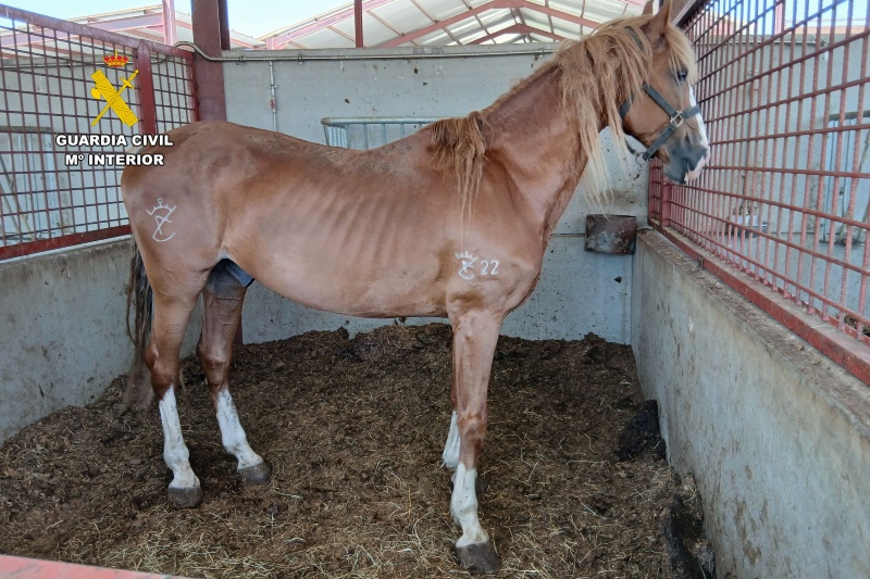 Investigadas nueve personas por maltrato a más de 60 caballos en Zaragoza Investigadas nueve personas por maltrato a más de 60 caballos en Zaragoza