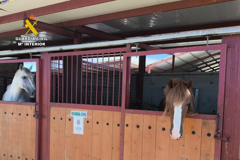 Investigadas nueve personas por maltrato a más de 60 caballos en Zaragoza Investigadas nueve personas por maltrato a más de 60 caballos en Zaragoza