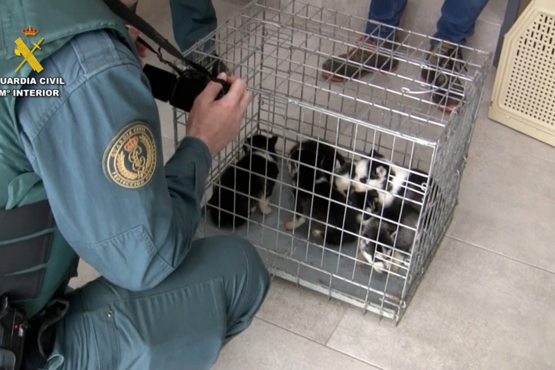 Detenido y extraditado desde Venezuela un criador de perros huido de la justicia Detenido y extraditado desde Venezuela un criador de perros huido de la justicia