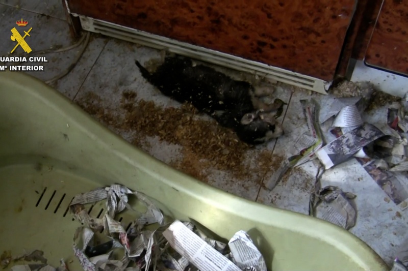 Detenido y extraditado desde Venezuela un criador de perros huido de la justicia Detenido y extraditado desde Venezuela un criador de perros huido de la justicia